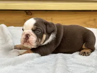 Maple , a female English Bulldog for sale in Cleveland, TN – 4 of 4