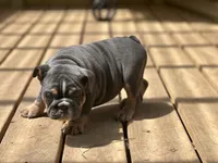 AKC Layla, a female English Bulldog for sale in Cleveland, TN – 8 of 10