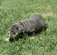 AKC Layla, a female English Bulldog for sale in Cleveland, TN – 7 of 10