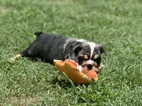 AKC Pebbles , a female English Bulldog for sale in Cleveland, TN – 9 of 10