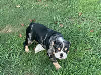 AKC Shiloh , a female English Bulldog for sale in Cleveland, TN – 9 of 10