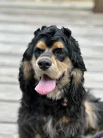 Whiskey , a male Cocker Spaniel for sale in Cleveland, TN – 2 of 6