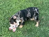 AKC Shiloh , a female English Bulldog for sale in Cleveland, TN – 5 of 10