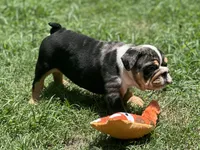 AKC Pebbles , a female English Bulldog for sale in Cleveland, TN – 3 of 10