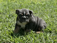 AKC Layla, a female English Bulldog for sale in Cleveland, TN – 6 of 10