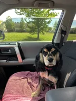 Whiskey , a male Cocker Spaniel for sale in Cleveland, TN – 4 of 6