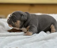 Layla, a female English Bulldog for sale in Cleveland, TN – 4 of 4