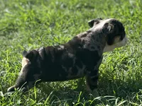 Shiloh , a female English Bulldog for sale in Cleveland, TN – 6 of 6