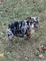 Delta , a female English Bulldog for sale in Cleveland, TN – Photo 1 of 3