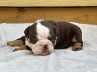 Maple , a female English Bulldog for sale in Cleveland, TN – 2 of 4