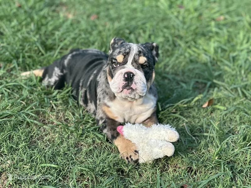AKC Shiloh  – English Bulldog puppy for sale in Cleveland, TN