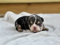 Shiloh , a female English Bulldog for sale in Cleveland, TN – 2 of 4