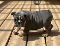AKC Layla, a female English Bulldog for sale in Cleveland, TN – 5 of 10