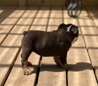 Maple , a female English Bulldog for sale in Cleveland, TN – 8 of 9