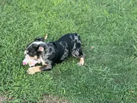 AKC Shiloh , a female English Bulldog for sale in Cleveland, TN – 3 of 10