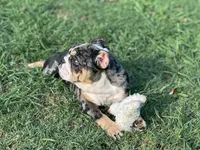 AKC Shiloh , a female English Bulldog for sale in Cleveland, TN – 7 of 10