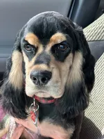 Whiskey , a male Cocker Spaniel for sale in Cleveland, TN – 3 of 6