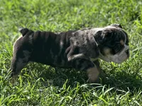 Shiloh , a female English Bulldog for sale in Cleveland, TN – 3 of 6