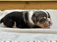 Pebbles , a female English Bulldog for sale in Cleveland, TN – 3 of 3