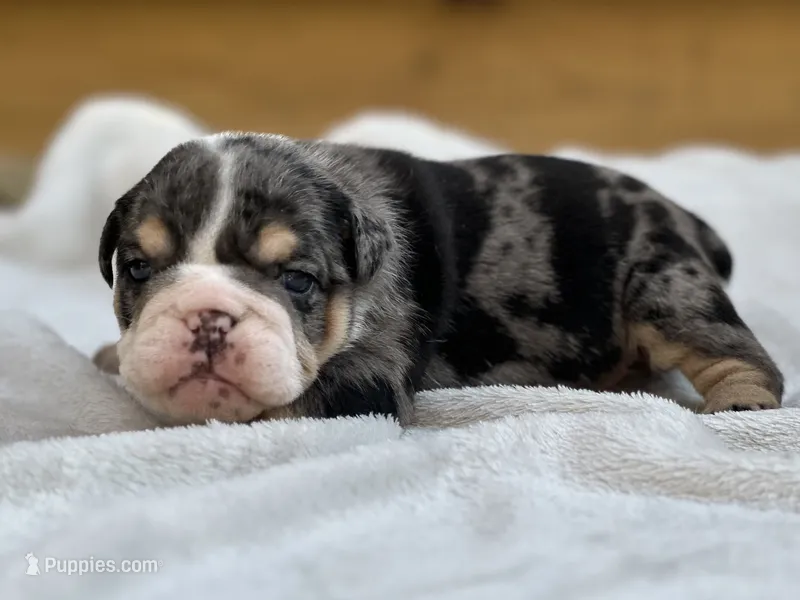Shiloh  – English Bulldog puppy for sale in Cleveland, TN