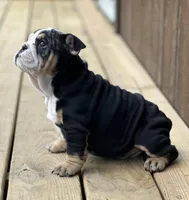 Daisy, a female English Bulldog for sale in Cleveland, TN – Photo 7 of 7