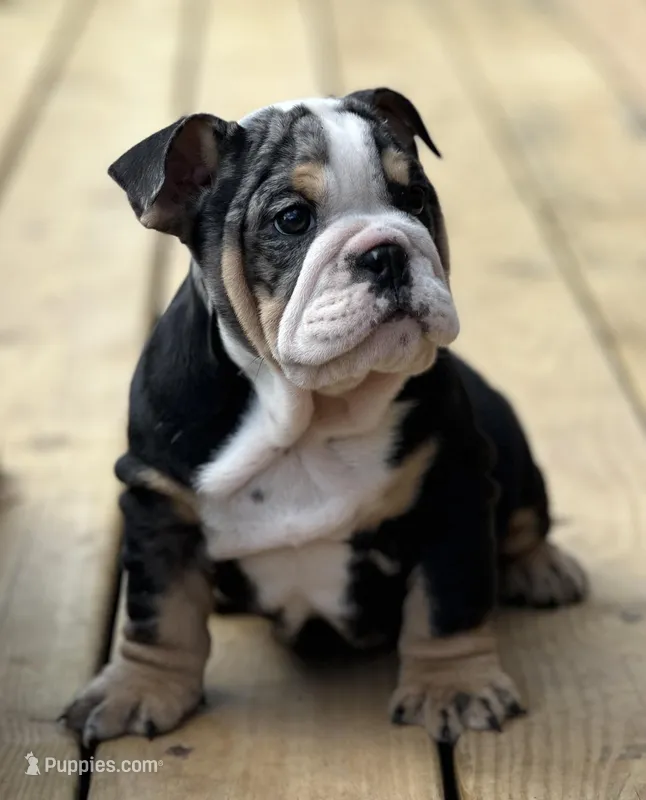 Daisy – English Bulldog puppy for sale in Cleveland, TN