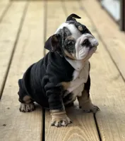 Daisy, a female English Bulldog for sale in Cleveland, TN – Photo 4 of 7