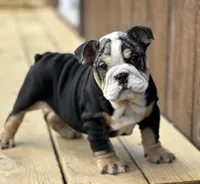 Daisy, a female English Bulldog for sale in Cleveland, TN – Photo 5 of 7