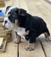 Daisy, a female English Bulldog for sale in Cleveland, TN – Photo 6 of 7