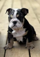 Daisy, a female English Bulldog for sale in Cleveland, TN – Photo 2 of 7