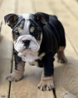 Daisy, a female English Bulldog for sale in Cleveland, TN – Photo 3 of 7