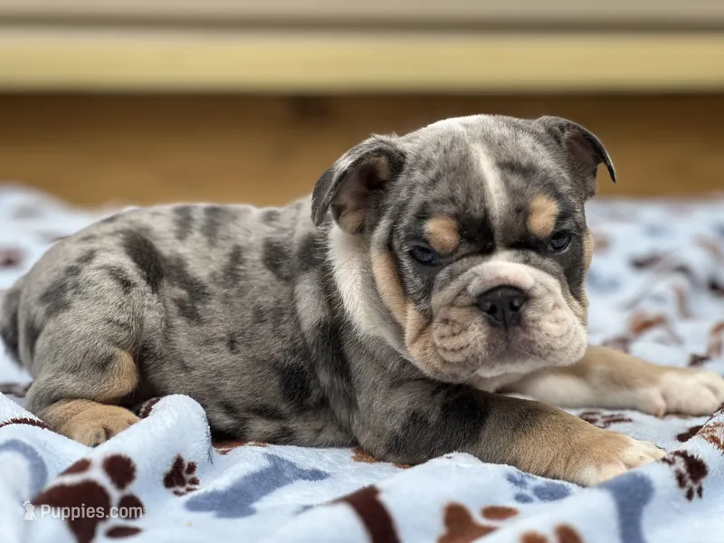 Bam Bam – English Bulldog puppy for sale in Cleveland, TN