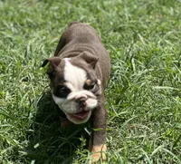 Maple , a female English Bulldog for sale in Cleveland, TN – 7 of 9
