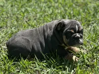 AKC Layla, a female English Bulldog for sale in Cleveland, TN – 4 of 10