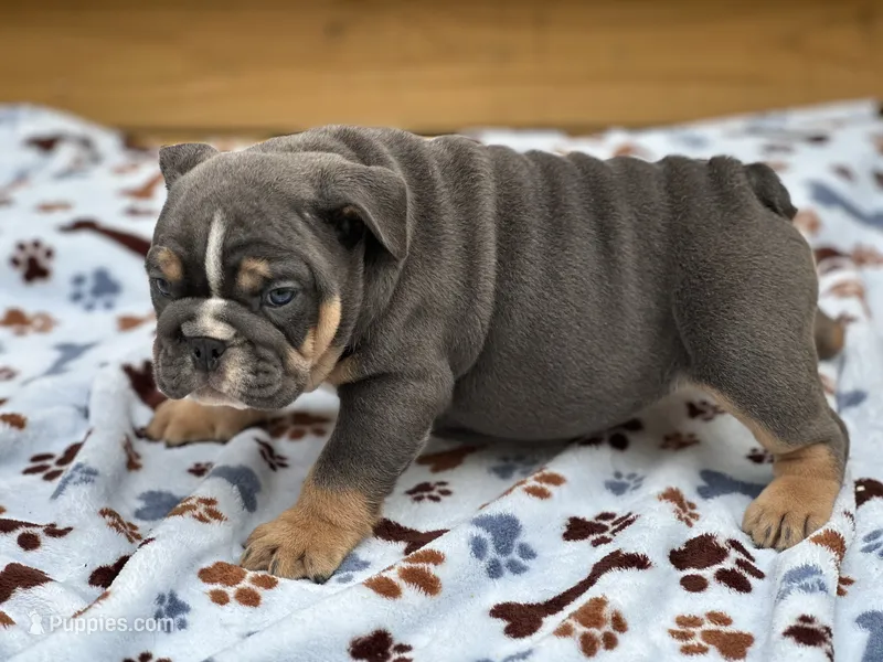 Layla – English Bulldog puppy for sale in Cleveland, TN