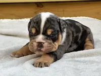 Pebbles , a female English Bulldog for sale in Cleveland, TN – 2 of 3