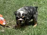 AKC Pebbles , a female English Bulldog for sale in Cleveland, TN – 5 of 10
