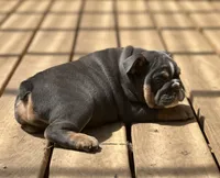 AKC Layla, a female English Bulldog for sale in Cleveland, TN – 2 of 10
