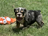 AKC Pebbles , a female English Bulldog for sale in Cleveland, TN – 6 of 10