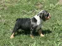 AKC Pebbles , a female English Bulldog for sale in Cleveland, TN – 10 of 10