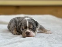 Bam Bam, a male English Bulldog for sale in Cleveland, TN – 3 of 4