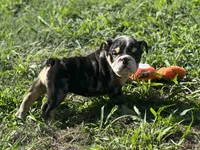 Shiloh , a female English Bulldog for sale in Cleveland, TN – 5 of 6