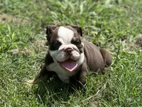 Maple , a female English Bulldog for sale in Cleveland, TN – 9 of 9