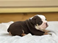 Maple , a female English Bulldog for sale in Cleveland, TN – 1 of 4