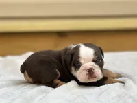 Maple , a female English Bulldog for sale in Cleveland, TN – 3 of 4