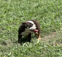 Maple , a female English Bulldog for sale in Cleveland, TN – 4 of 9