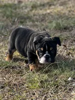 Blaze, a male English Bulldog for sale in Cleveland, TN – Photo 3 of 5