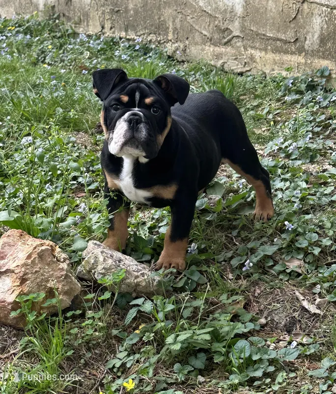 Blaze – English Bulldog puppy for sale in Cleveland, TN