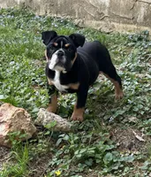 Blaze, a male English Bulldog for sale in Cleveland, TN – Photo 1 of 3