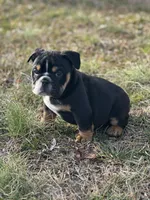 Blaze, a male English Bulldog for sale in Cleveland, TN – Photo 1 of 5